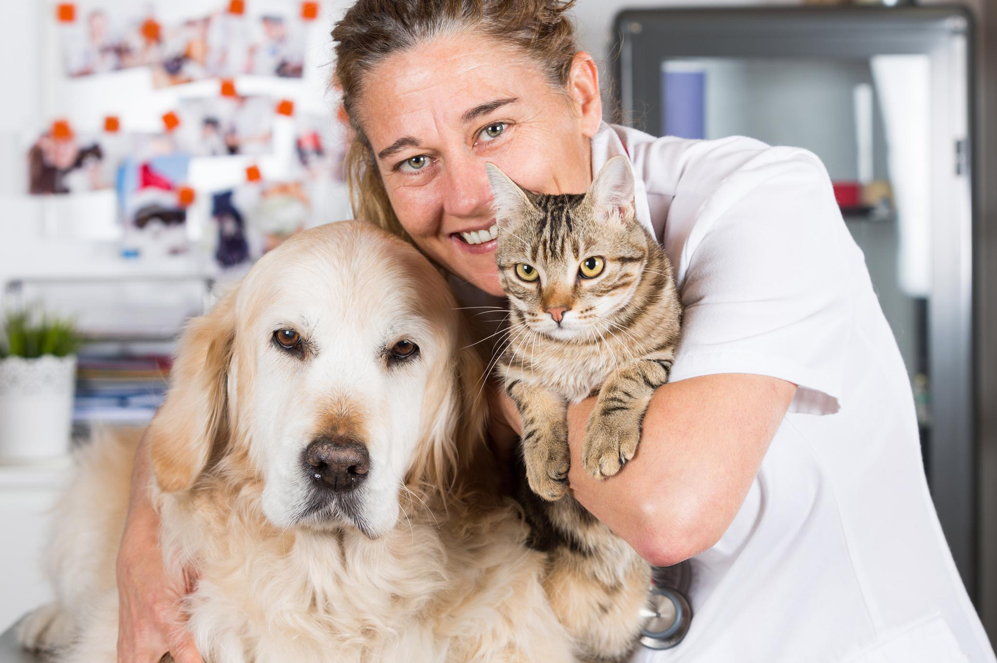 Atención en clínica veterinaria