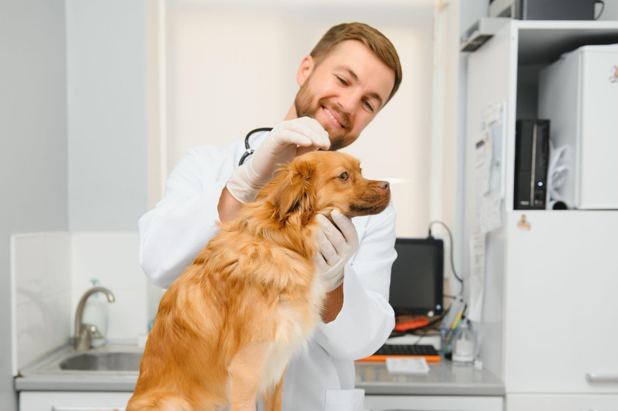 Atención veterinaria profesional